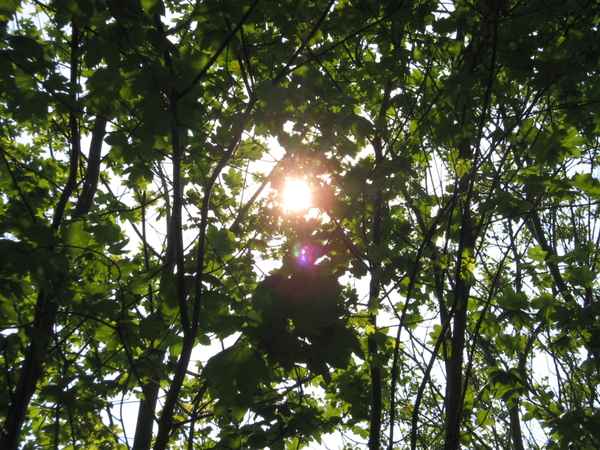 Licht im Baum