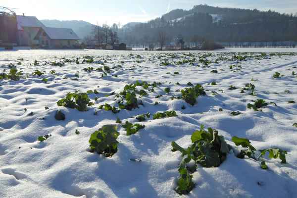 Winterruhe auf den Feldern
