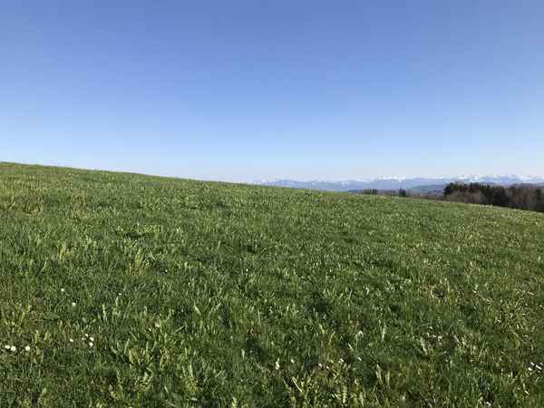 Saftig grüne Wiesen, strahlend blauer Himmel im Allgäu