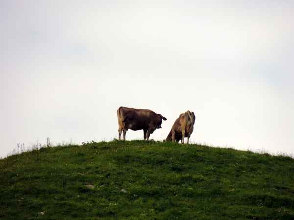 In freier Natur