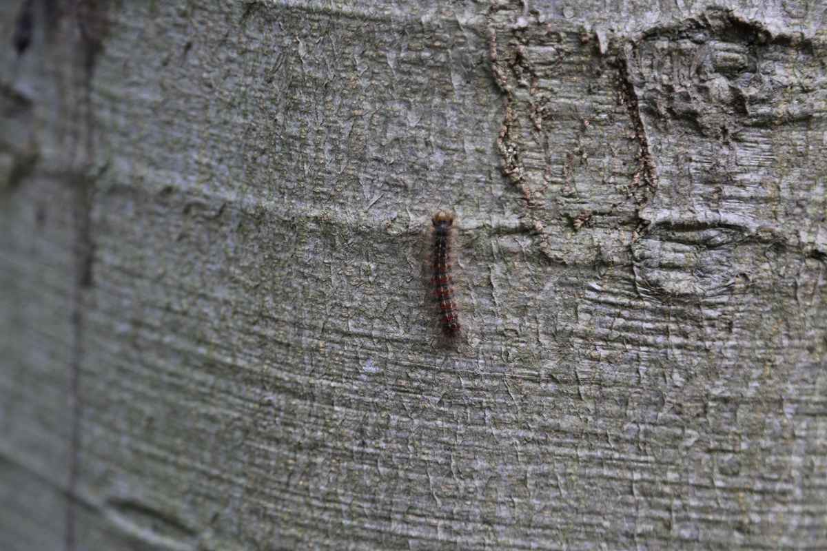 Schwammspinner Raupe