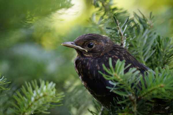 Amsel