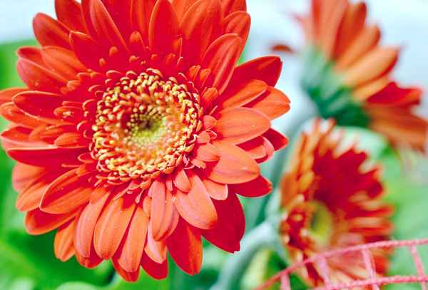 Gerberas