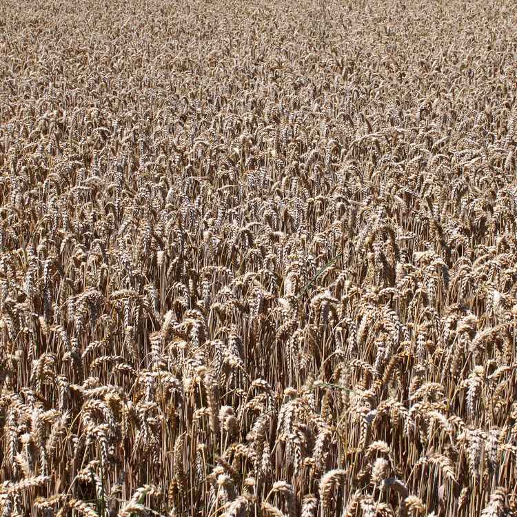 Weizenfeld reif