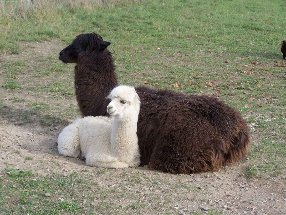 Keine Lamas
