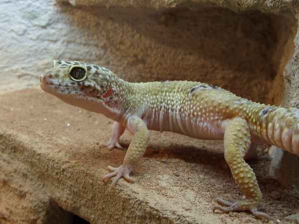 Leopardengekko 2