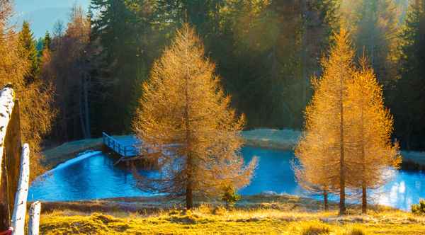 Goldrauschen am Teich