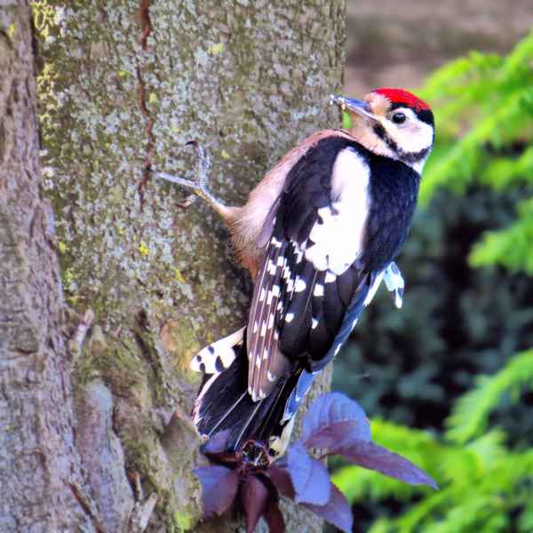 Buntspecht im Garten