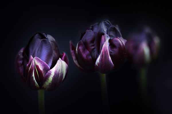 Schwarze Tulpen