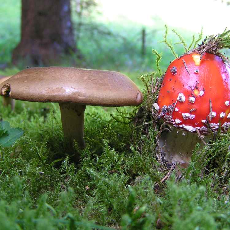 Zwei giftige Gesellen