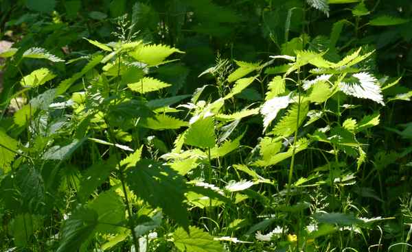Frische Brennnesseln . . . .