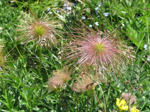 Alpenwelt - Kreuzboden - Alpenflora 2