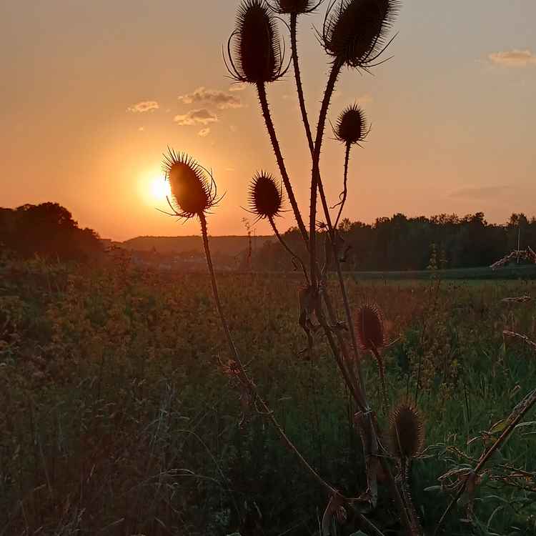 Distel im Sonnenuntergang 2