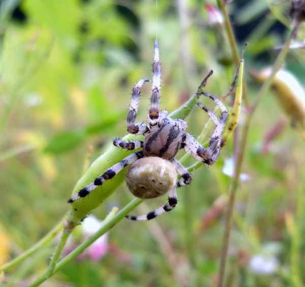 Spinne auf Sommerwiese