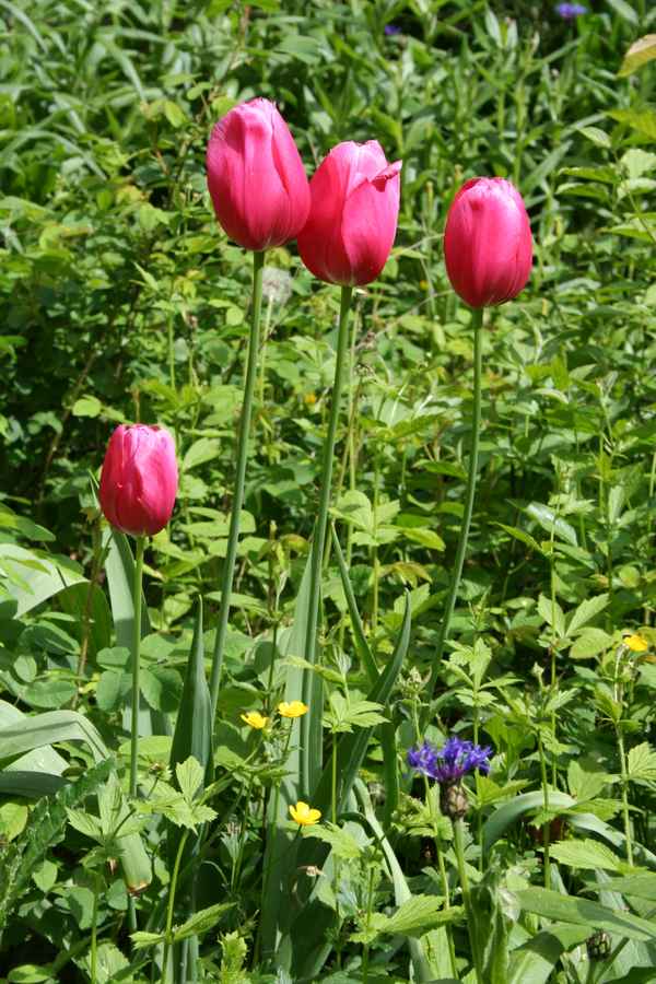 Aller guten DInge sind 3