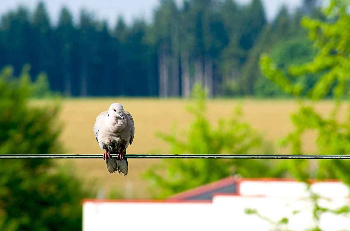 Taube II