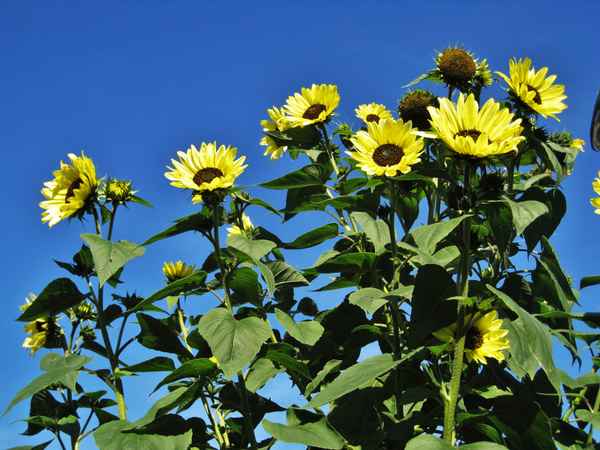 Gartensonnenblumen mit blauem Himmel
