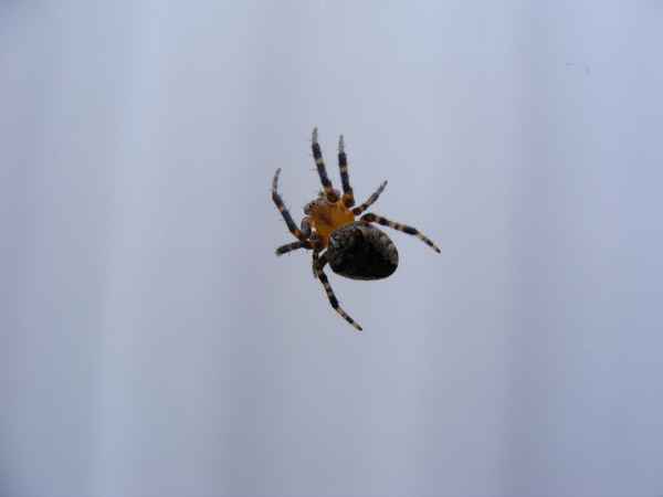 Spinne