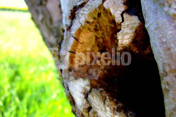 Loch im Baum (3)