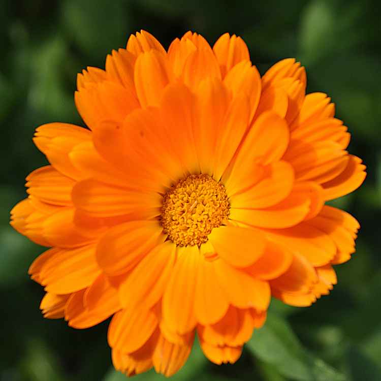 Orangene Blume