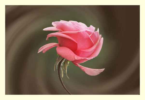 eine besondere rose