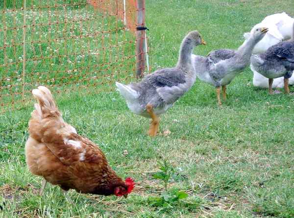 Glückliches Federvieh