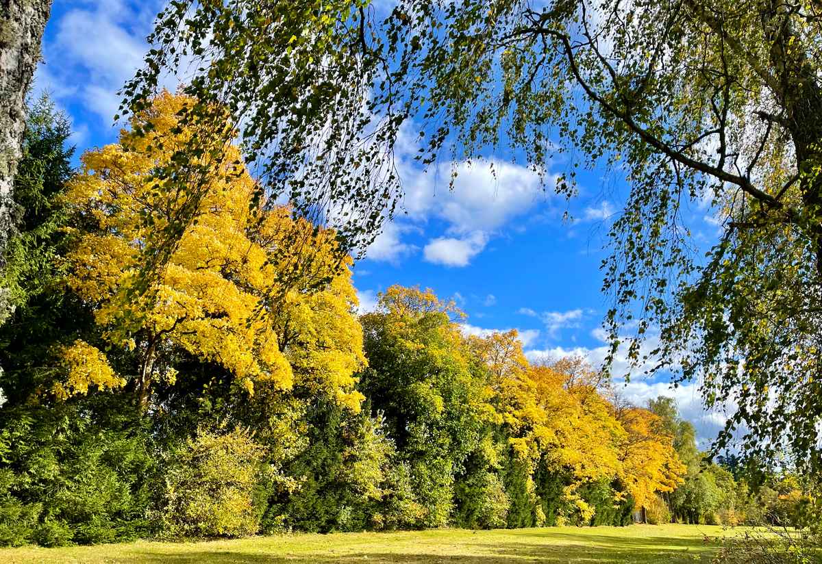 Herbstleuchten am Waldrand