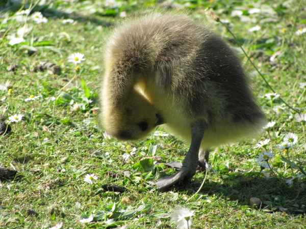 sich putzende junge Gans