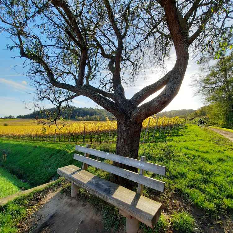 Sonniger Herbst in der Pfalz