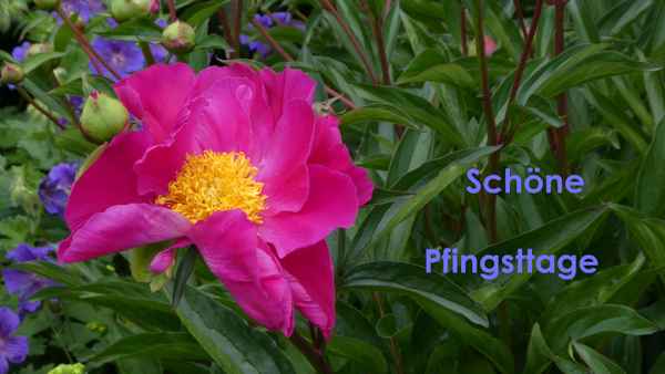 Schöne Pfingsttage