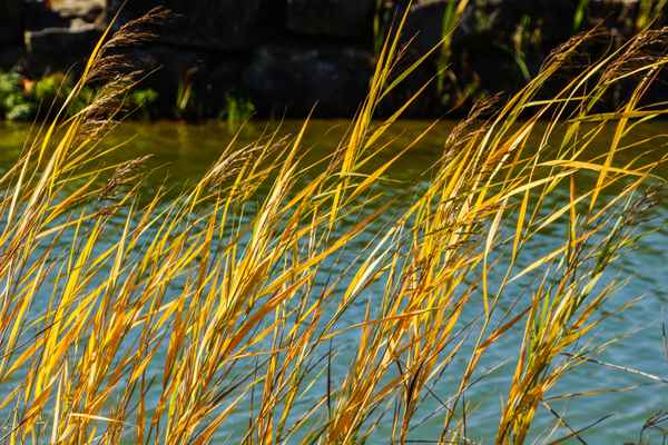 Herbstliches Schilf