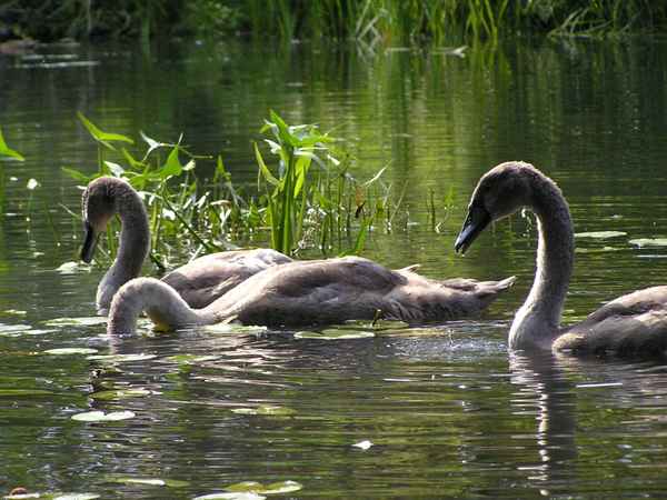 Junge Schwäne im Spreewald