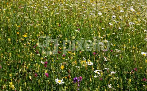 Sommer kunterbunt 03