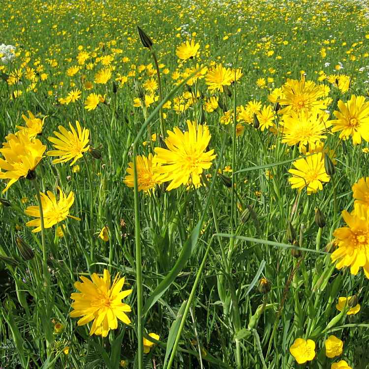 Wiesenblumen