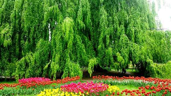 MORGES  2   Das Tulpenfest