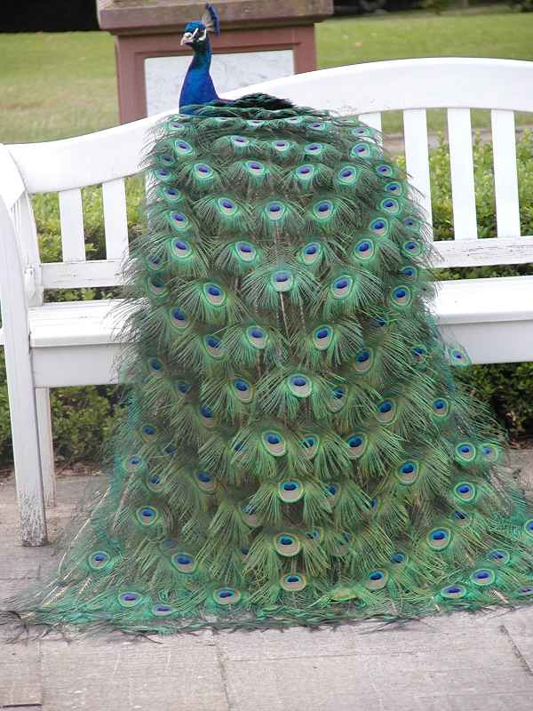 Der Pfau 'schaut vom Thron'