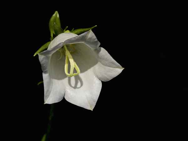 glockenblume