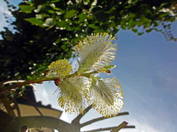 Frühling!!