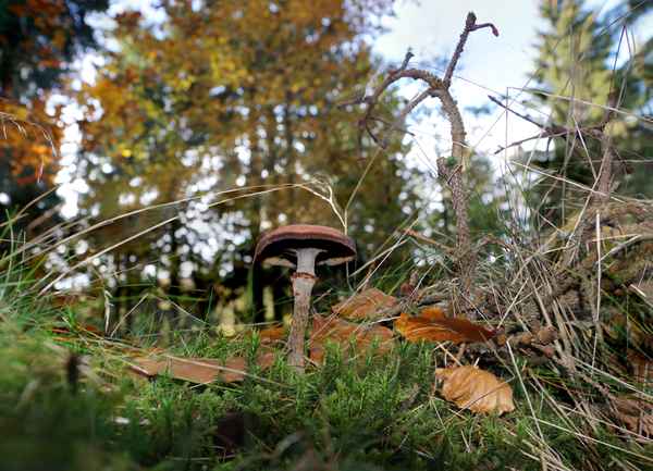 Pilze im Wald