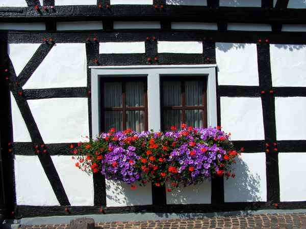 blühendes Fachwerk