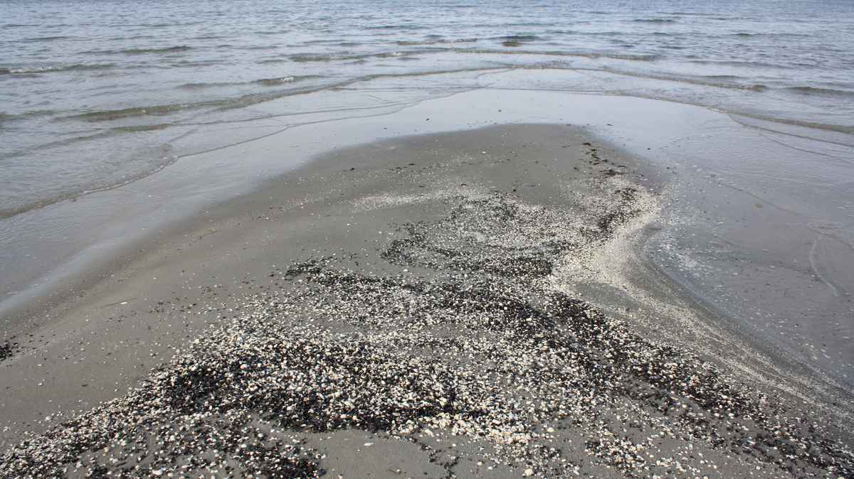 Muschelbank