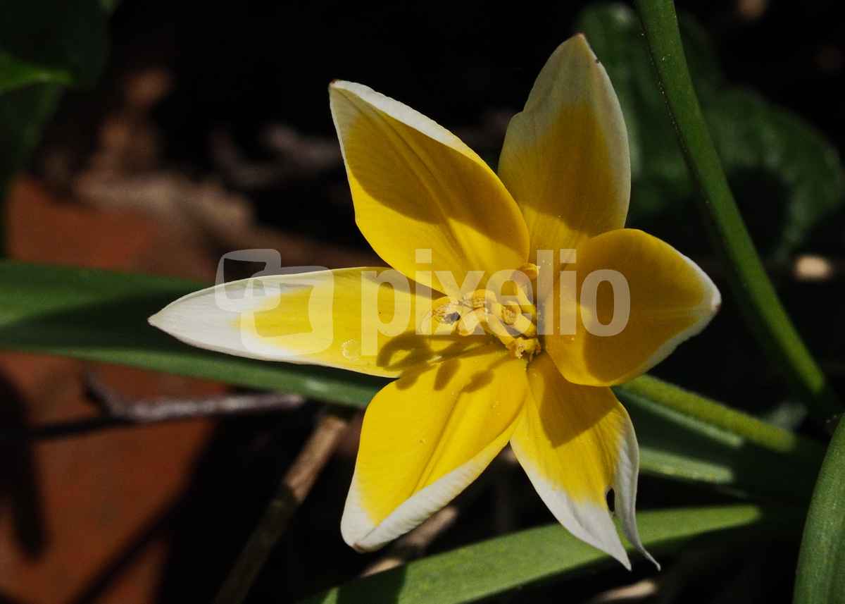 wilde tulpe