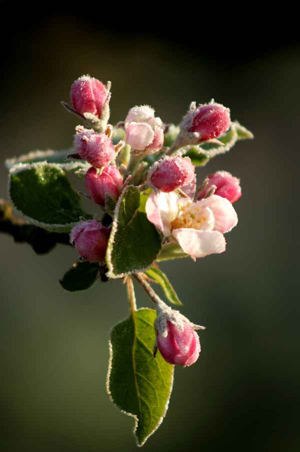 apfelblüten bei minus 3 grad.....april 2012
