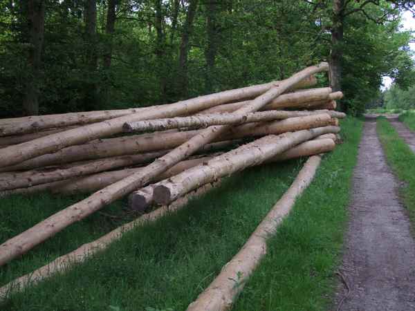 Holzwirtschaft