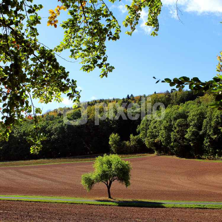 Waldblick