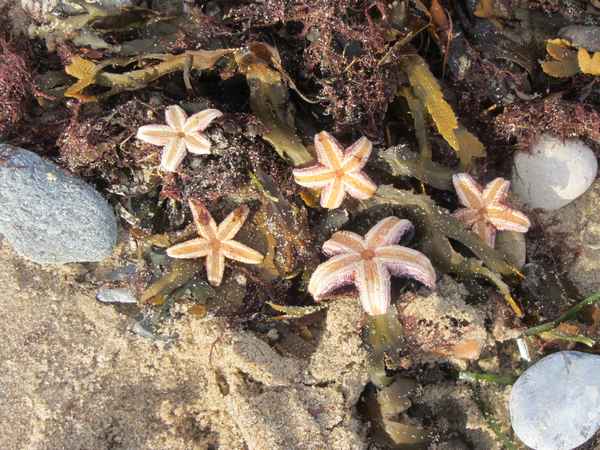 Auf dem Meeresgrund-1