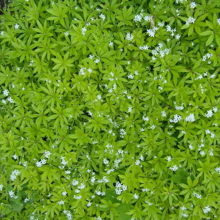 Waldmeister in voller Blüte
