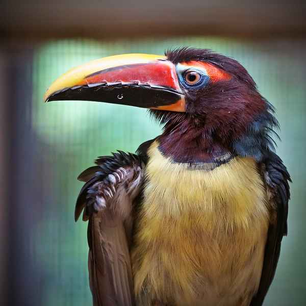 Tucan