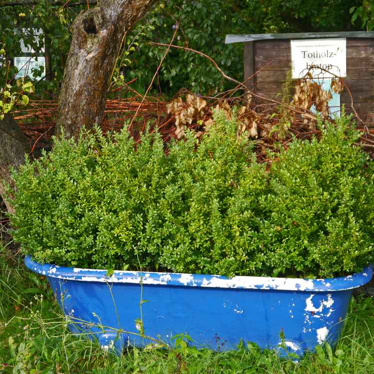 Natur in der Badewanne