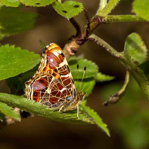 Landkärtchen - 1. Generation (2)